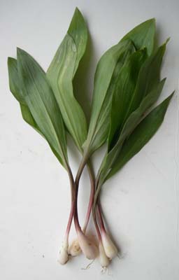 CHIVES "RAMPS"